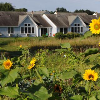 Sunflowers blooming in a garden with houses in the background.