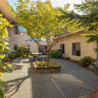 A serene courtyard with a central tree, surrounded by buildings and basked in sunlight.