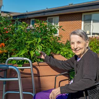 An elderly woman enjoys gardening in a community space, smiling as she tends to the vibrant plants.
