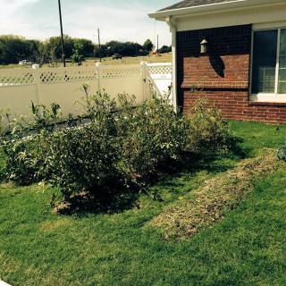 A neatly maintained garden with shrubs beside a house.