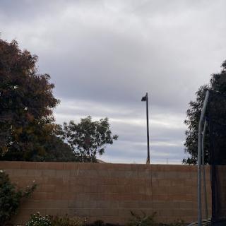 A cloudy day featuring trees and a fence, with a utility pole in the distance.