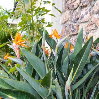 A vibrant Bird of Paradise plant with striking orange blooms and lush green leaves in a garden setting.