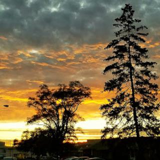 A breathtaking sunset casting warm tones against the silhouette of trees.