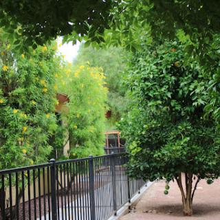 A serene pathway lined with lush greenery and a black fence.