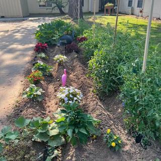 A vibrant garden with a variety of plants and flowers thriving under the sun.