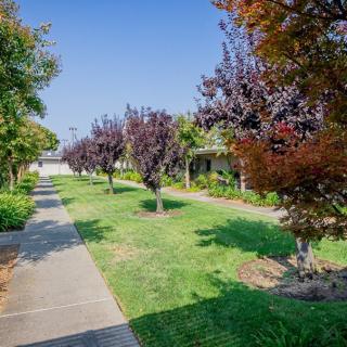 A sunny pathway lined with trees and green grass under a clear blue sky.