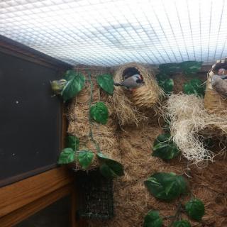 A bird observing its surroundings from a nest in a vibrant habitat.