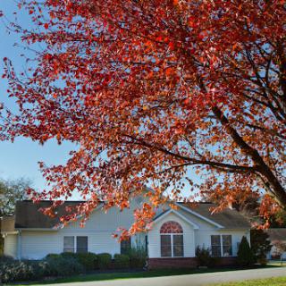 A charming house framed by vibrant red autumn leaves under a clear blue sky.