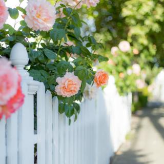 Beautiful pink roses blooming along a charming white picket fence.