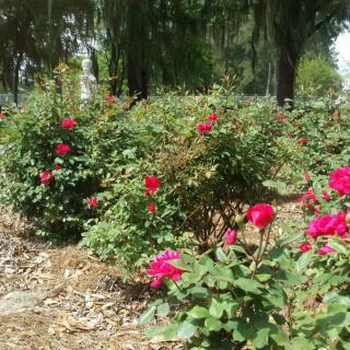 A lush garden filled with vibrant red roses under the shade of trees.