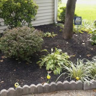 A well-maintained garden bed with various plants and dark mulch.
