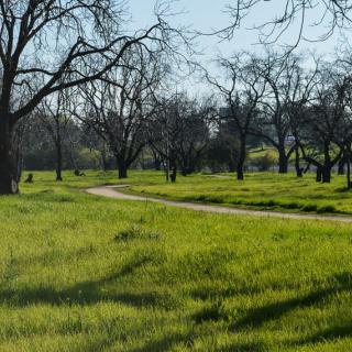 A serene park with a winding path and lush green grass.