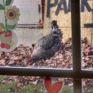 A curious chicken peeks in through the window, surrounded by autumn leaves.
