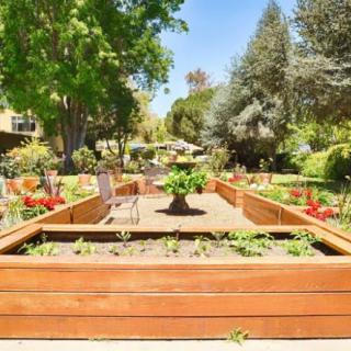 A sunny garden featuring raised wooden beds filled with plants, surrounded by lush trees and greenery.