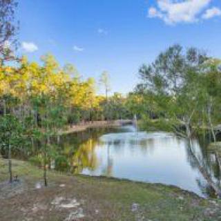 A serene pond surrounded by trees with a clear blue sky above.