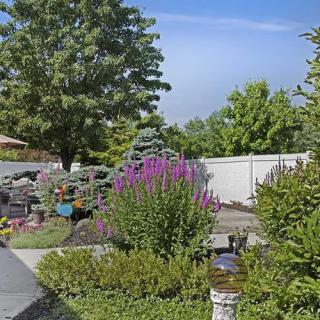 A vibrant garden with lush greenery and colorful flowers on a sunny day.