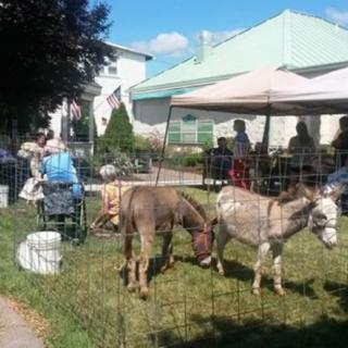 A sunny outdoor event featuring donkeys and people gathered under a tent.