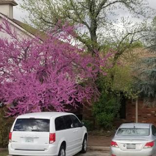 A vibrant tree with pink blossoms adds a pop of color to a quiet residential parking area.