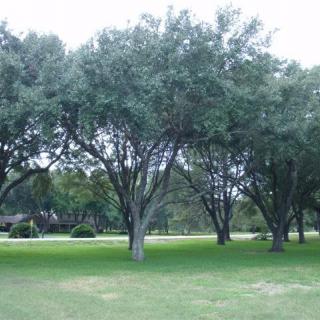 Always Home at Saddlehorn