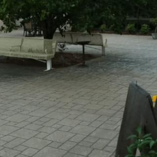 A quiet outdoor area featuring a bench under a tree on a paved surface.