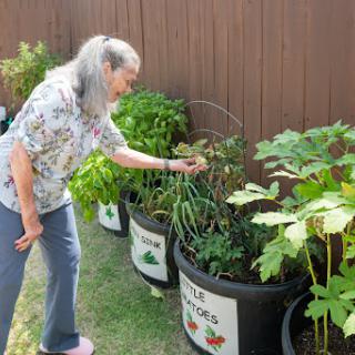 A woman tends to her potted vegetable garden, nurturing her plants in a sunny outdoor space.