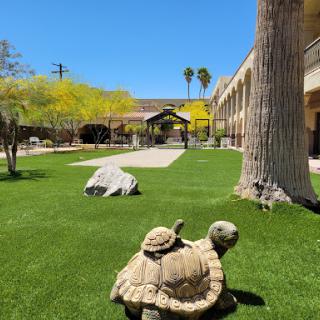 A sunny day in the garden featuring a tortoise on lush green grass with trees and a clear blue sky.