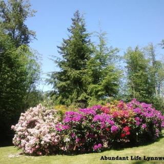 A beautiful garden with colorful flowers and lush green trees under a clear blue sky.