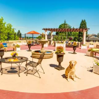 A sunny patio with outdoor furniture and a dog sitting nearby, surrounded by potted plants.