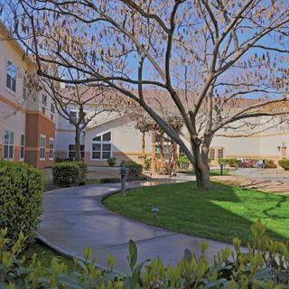 A peaceful courtyard with a tree and surrounding buildings.