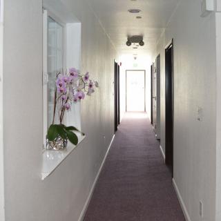 A bright hallway with a carpeted floor, featuring an orchid plant on a windowsill.