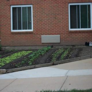 A small vegetable garden in front of a brick building with two windows and a sidewalk.
