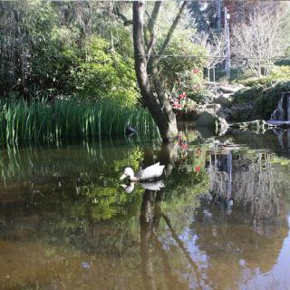 A serene view of a duck swimming in a calm pond, surrounded by lush greenery and the reflection of a nearby tree.