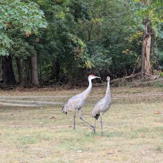 Two cranes standing in a grassy area, surrounded by trees.