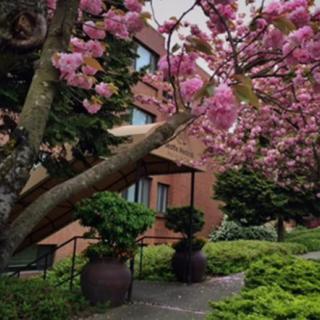 A tranquil garden path lined with blooming cherry blossoms.