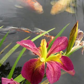 A vibrant pink flower blooms beside a tranquil pond with koi fish swimming beneath the surface.