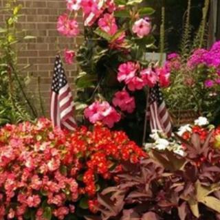 A vibrant garden display with pink and red flowers, adorned with small American flags.
