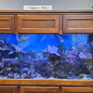 A beautifully maintained aquarium showcasing vibrant coral and marine life.
