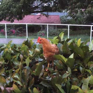 A chicken perched on a bush in a garden setting.