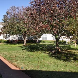 A sunny outdoor scene with trees and a building in the background.