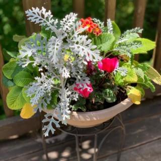 A vibrant potted plant arrangement with a mix of colorful flowers and foliage displayed outdoors on a wooden surface.