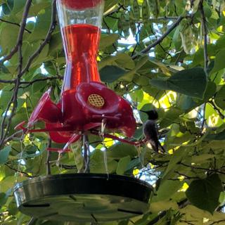 A hummingbird feeds from a red bird feeder amidst lush green foliage.