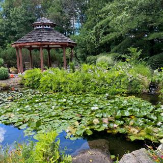A tranquil garden scene featuring a pond with lily pads and a wooden gazebo surrounded by lush greenery.