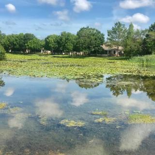 A serene pond reflects the surrounding trees and clouds, adorned with water lilies.