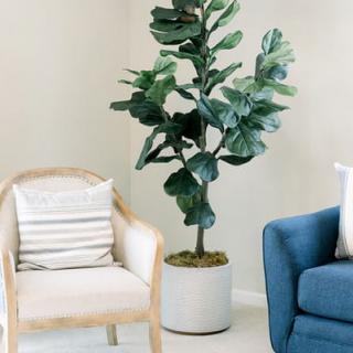 A stylish living room featuring a fiddle leaf fig tree in a white pot, flanked by a wooden armchair and a blue sofa.