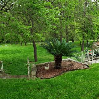 A serene garden with a palm tree and a winding pathway surrounded by lush greenery.
