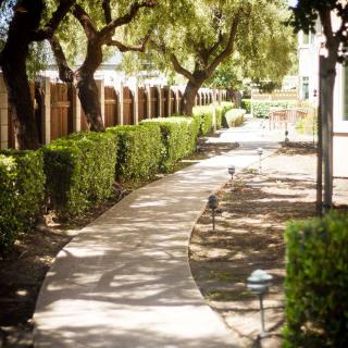 A sunlit garden pathway lined with hedges and trees.