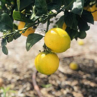 Lemon tree with ripe fruits hanging from branches.