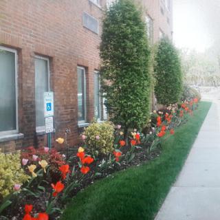 A serene view of a flower bed alongside a building, enhancing the urban landscape.
