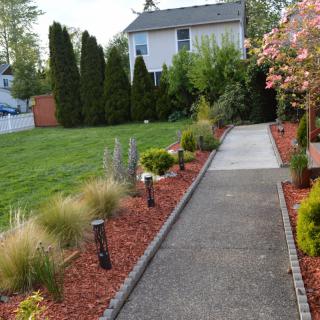 A well-manicured garden pathway lined with shrubs and a flowering tree.