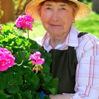 A person enjoying gardening with vibrant pink geraniums.